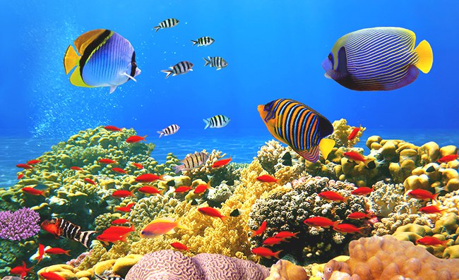 Картинки по запросу завораживающий  подводный мир Красного моря