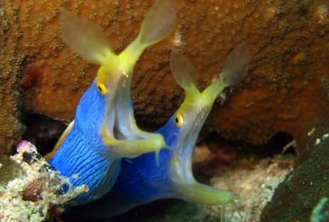 Желто-синие рыбы