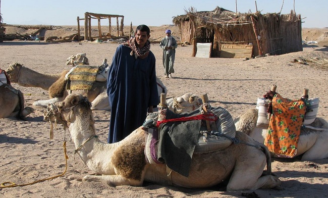 Сафари на верблюдах