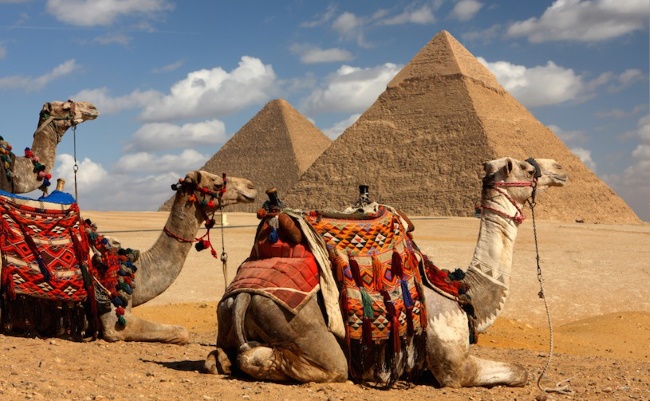 Верблюды на фоне пирамид